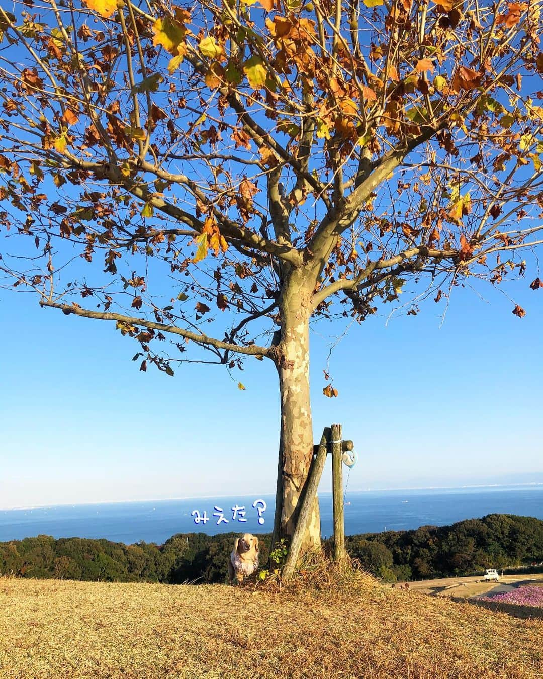 チズさんのインスタグラム写真 - (チズInstagram)「マロ君🐶どーこだ？？ #この木なんの木気になる木 🌳 #丘の上  #足死んだ 👣 #絶景#散歩 #家にばっかりいたらおかしくなりそう❤︎ #Mダックス#ダックス#ミニチュアダックス #親父犬#シニア犬#ミニチュアダックスフンド #ミニチュアダックスクリーム#短足部 #短足犬#カニンヘンダックス #ダックス14歳#カニンヘンダックスフンド#犬は家族#犬のいる生活#インスタでわんこみるのが日課 ♡♡」3月21日 17時38分 - sqi.chizu