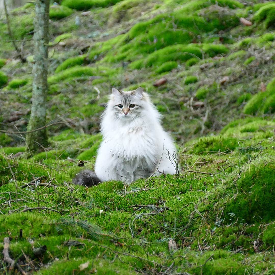 Floraのインスタグラム：「Me keeping an acceptable distance from everyone #cat#igcutest_animals #cat_features #cutepetclub #fluffypack #katt #bestmeow  #weeklyfluff #meow #AnimalAddicts #kittycat #cat #cats #kitten #kittens #kawaii #instacat #calico #neko #winter #snow #2020 #sibiriskkatt #siberiancat」