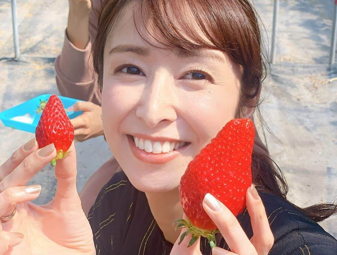 森美紅さんのインスタグラム写真 - (森美紅Instagram)「今シーズン2回目のいちご狩り🍓 今まで行った中で一番大きくて甘い苺でした🍓いちご狩り行ったら100個くらいは食べないと！と意気込んでいったものの、39個しか食べられず…🤦‍♀️いや、ここのは大粒だから一粒3個換算くらいにはなるはず！笑  #いちご狩り　#常滑　#ドライブ」3月21日 17時56分 - mikucham11