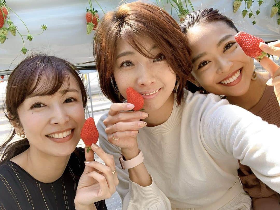 森美紅のインスタグラム：「今シーズン2回目のいちご狩り🍓 今まで行った中で一番大きくて甘い苺でした🍓いちご狩り行ったら100個くらいは食べないと！と意気込んでいったものの、39個しか食べられず…🤦‍♀️いや、ここのは大粒だから一粒3個換算くらいにはなるはず！笑  #いちご狩り　#常滑　#ドライブ」