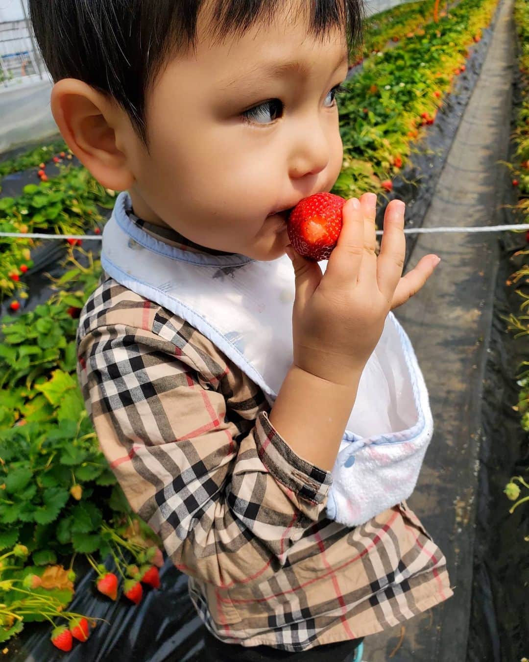 佐藤夏希のインスタグラム：「🍓♡ たくさん食べたね😂❤️❤️❤️ * * * #男の子#男の子ママ#おやこーで #むすこーで #息子#息子ラブ #2歳#ママ#ママさんと繋がりたい #ママスタグラム#mama#mamastagram #mamanoko #ママリ#babyboy#boy#成長記録#いちご好き #お誕生日#男の子ヘア #アンパンマン#いちご#いちご狩り #苺#🍓#イチゴ狩り #Strawberry」