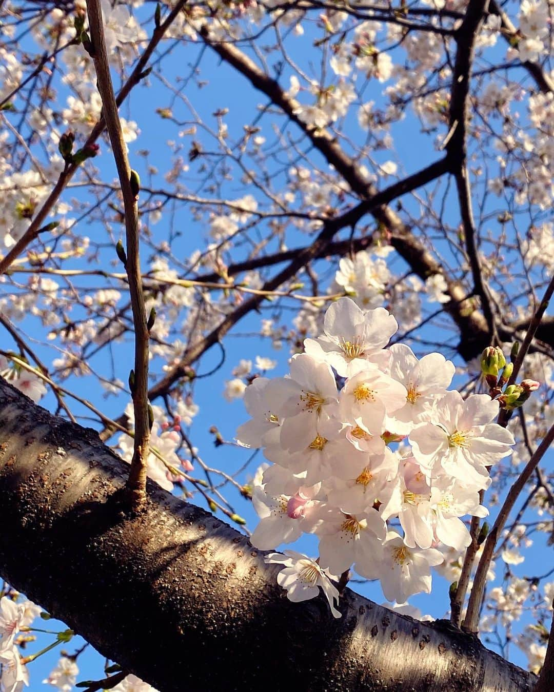 興梠友理さんのインスタグラム写真 - (興梠友理Instagram)「🌸Cherry Blossoms🌸 ・ こんな天気のいい日に散歩しないなんてもったいない‼️ …と思ってリハビリ帰りに#ろぎ散歩 😋 ・　 まだ蕾もたくさんあるからあと一週間くらいは楽しめそうだな💕 ・ #桜 #花見 #お花見 #🌸 #sakura #cherryblossom #cherryblossoms」3月21日 18時00分 - yuri_rogi