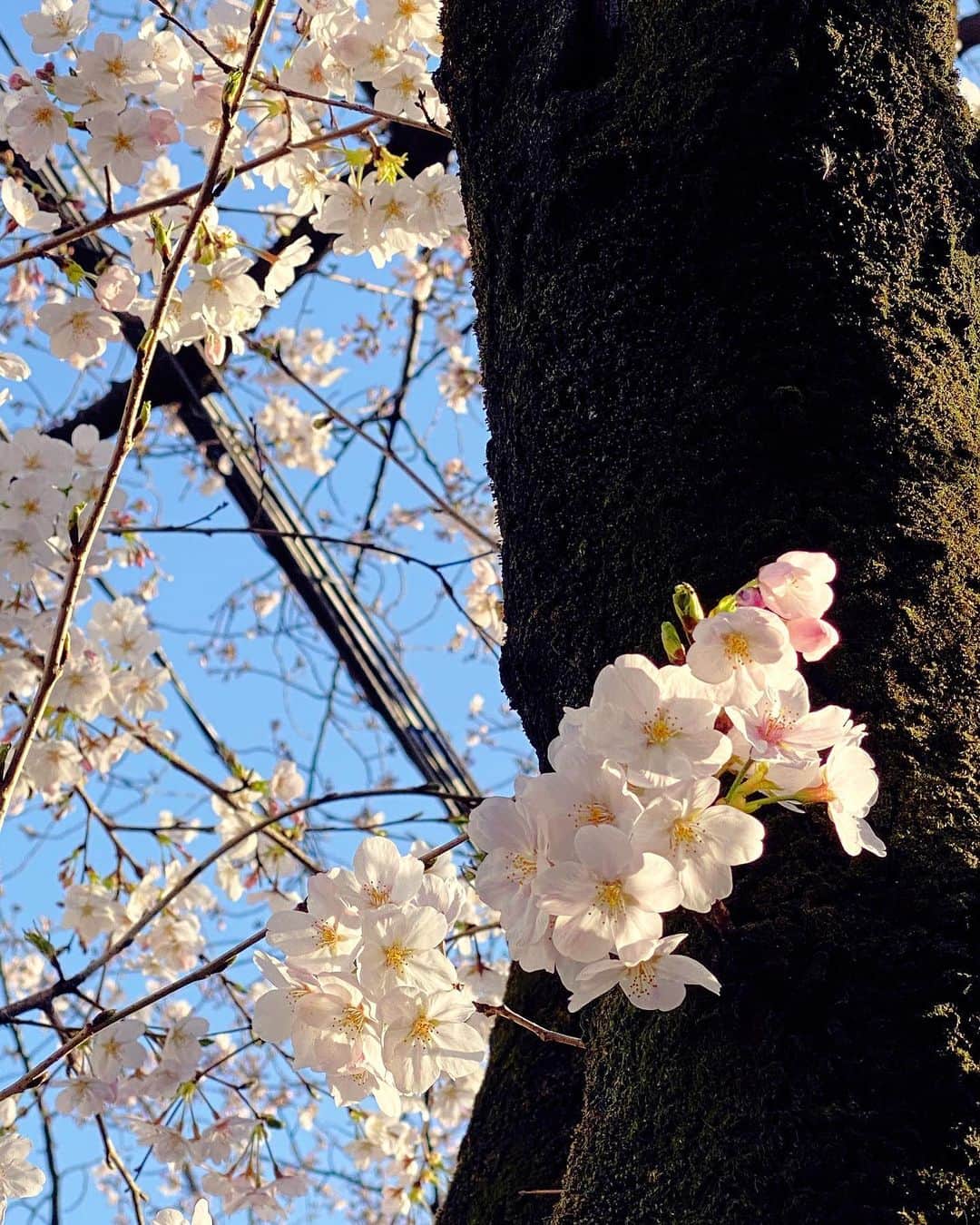 興梠友理さんのインスタグラム写真 - (興梠友理Instagram)「🌸Cherry Blossoms🌸 ・ こんな天気のいい日に散歩しないなんてもったいない‼️ …と思ってリハビリ帰りに#ろぎ散歩 😋 ・　 まだ蕾もたくさんあるからあと一週間くらいは楽しめそうだな💕 ・ #桜 #花見 #お花見 #🌸 #sakura #cherryblossom #cherryblossoms」3月21日 18時00分 - yuri_rogi