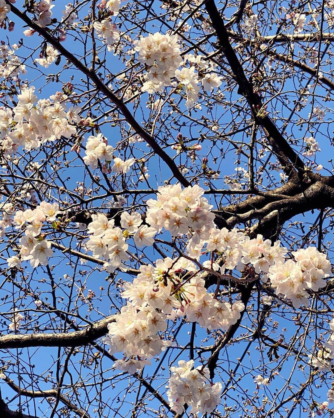 興梠友理さんのインスタグラム写真 - (興梠友理Instagram)「🌸Cherry Blossoms🌸 ・ こんな天気のいい日に散歩しないなんてもったいない‼️ …と思ってリハビリ帰りに#ろぎ散歩 😋 ・　 まだ蕾もたくさんあるからあと一週間くらいは楽しめそうだな💕 ・ #桜 #花見 #お花見 #🌸 #sakura #cherryblossom #cherryblossoms」3月21日 18時00分 - yuri_rogi