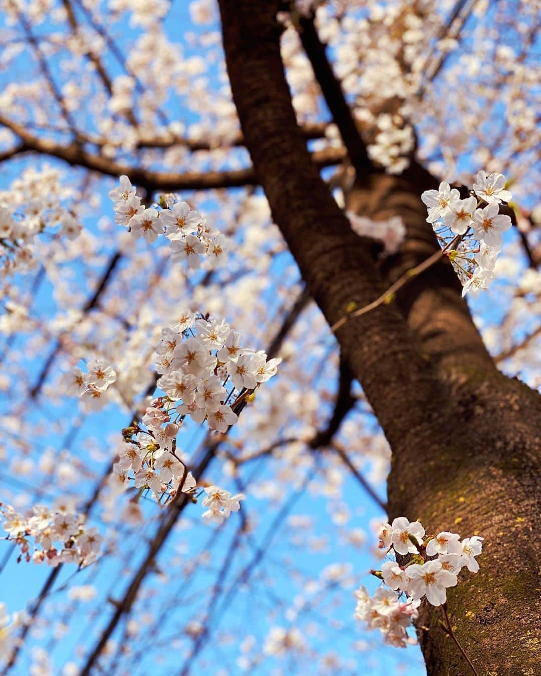 興梠友理のインスタグラム：「🌸Cherry Blossoms🌸 ・ こんな天気のいい日に散歩しないなんてもったいない‼️ …と思ってリハビリ帰りに#ろぎ散歩 😋 ・　 まだ蕾もたくさんあるからあと一週間くらいは楽しめそうだな💕 ・ #桜 #花見 #お花見 #🌸 #sakura #cherryblossom #cherryblossoms」