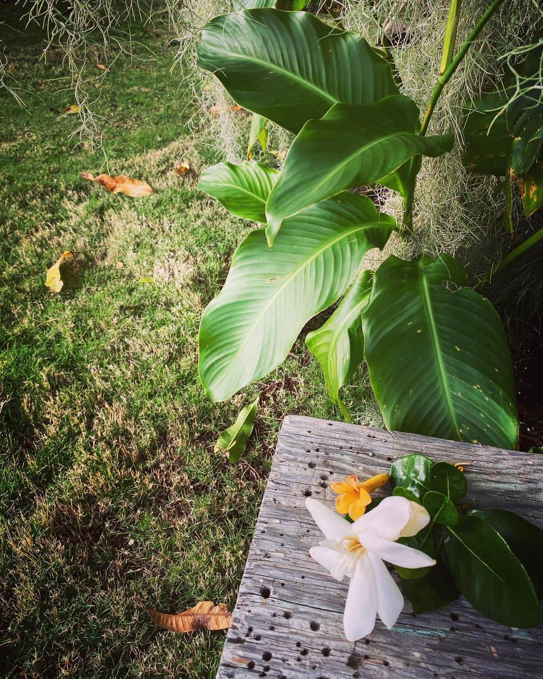 のインスタグラム：「好きな香り。深呼吸。#hawaii#gardenia#puakenikeni」
