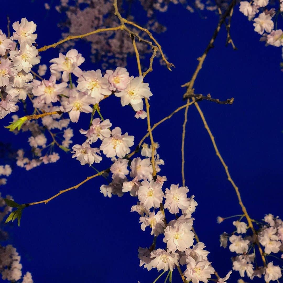 玉木宏さんのインスタグラム写真 - (玉木宏Instagram)「#さくら　#sakura  #桜」3月21日 18時20分 - hiroshitamaki_official