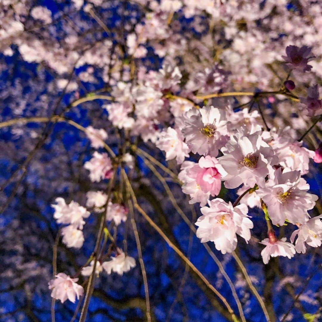 玉木宏さんのインスタグラム写真 - (玉木宏Instagram)「#さくら　#sakura  #桜」3月21日 18時20分 - hiroshitamaki_official