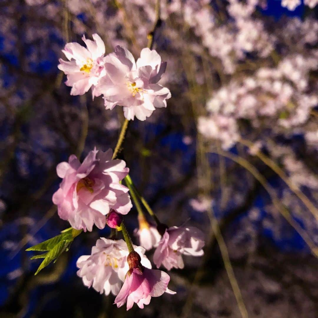 玉木宏のインスタグラム：「#さくら　#sakura  #桜」