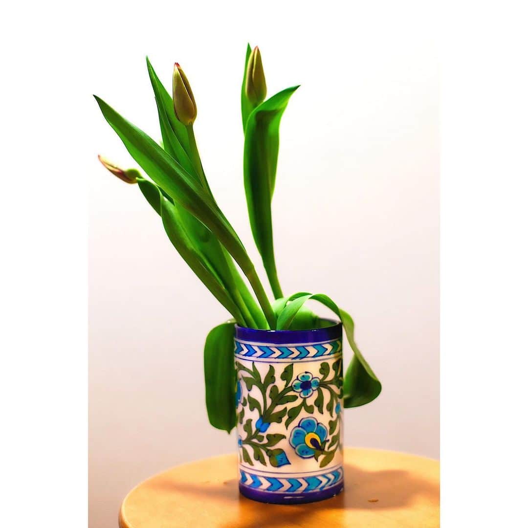 永池南津子さんのインスタグラム写真 - (永池南津子Instagram)「待つ事も楽しみと。そうも思うのです。  松陰神社前の @onando_plat にて、 ″日本で使いたいインドの雑貨展vol.2″が明日まで開催中。  ブルーポッタリーのフラワーベースは我が家にすんなり馴染んでくれました。  #待つ楽しみ #チューリップ #tulips #flowers #蕾 #bud #ブルーポッタリー #bluepottery #india #家活 #portrait #photography #永池南津子」3月21日 18時30分 - natsuko_nagaike