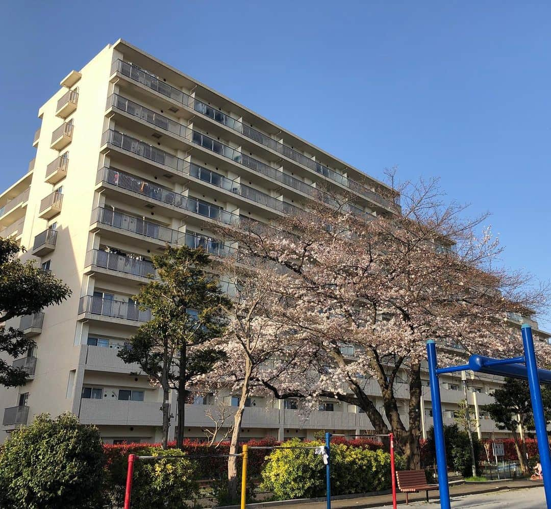 ホリエアツシさんのインスタグラム写真 - (ホリエアツシInstagram)「団地花見という概念🌸 #団地 #花見  #団地暮らし」3月21日 18時36分 - a.horie