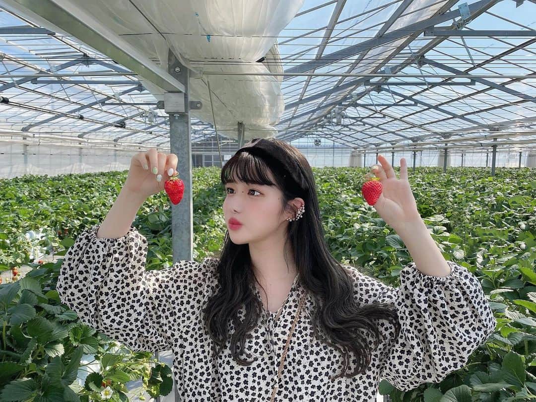 きぬさんのインスタグラム写真 - (きぬInstagram)「🍓どっちたべる？🍓」3月21日 18時41分 - 2_5_2555