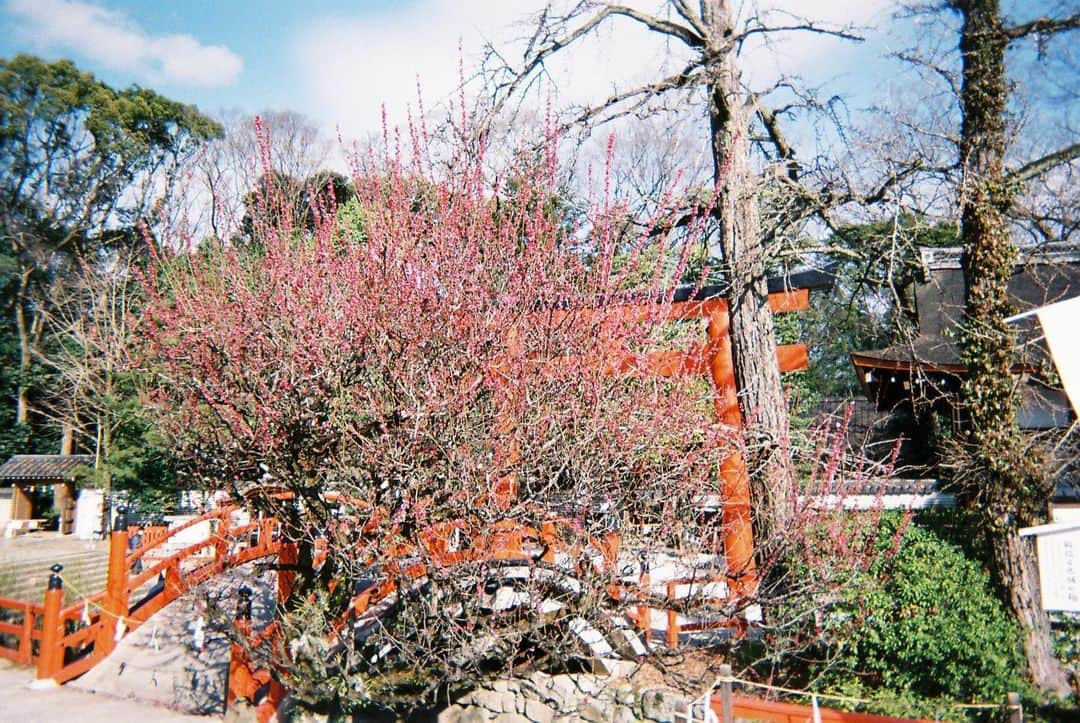 高見雄登のインスタグラム：「#写ルンです この写真撮ろうとして、ファインダーしっかりのぞくためにメガネ外したら、そのまま神社にメガネ落としてきました。 #下鴨神社」