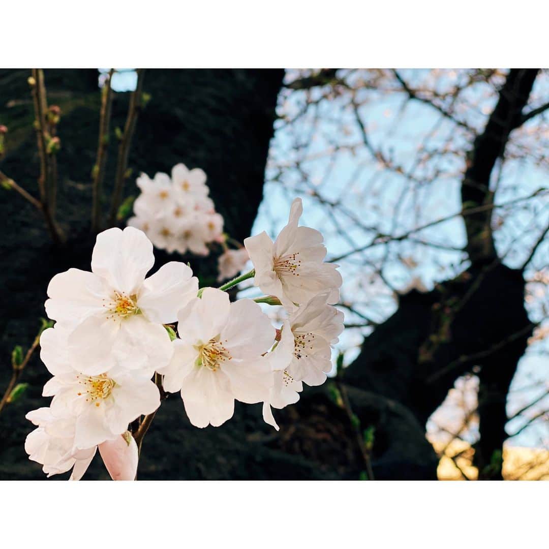 紗栄子さんのインスタグラム写真 - (紗栄子Instagram)「春が近づいてくる🌸💘💖 #桜」3月21日 19時33分 - saekoofficial
