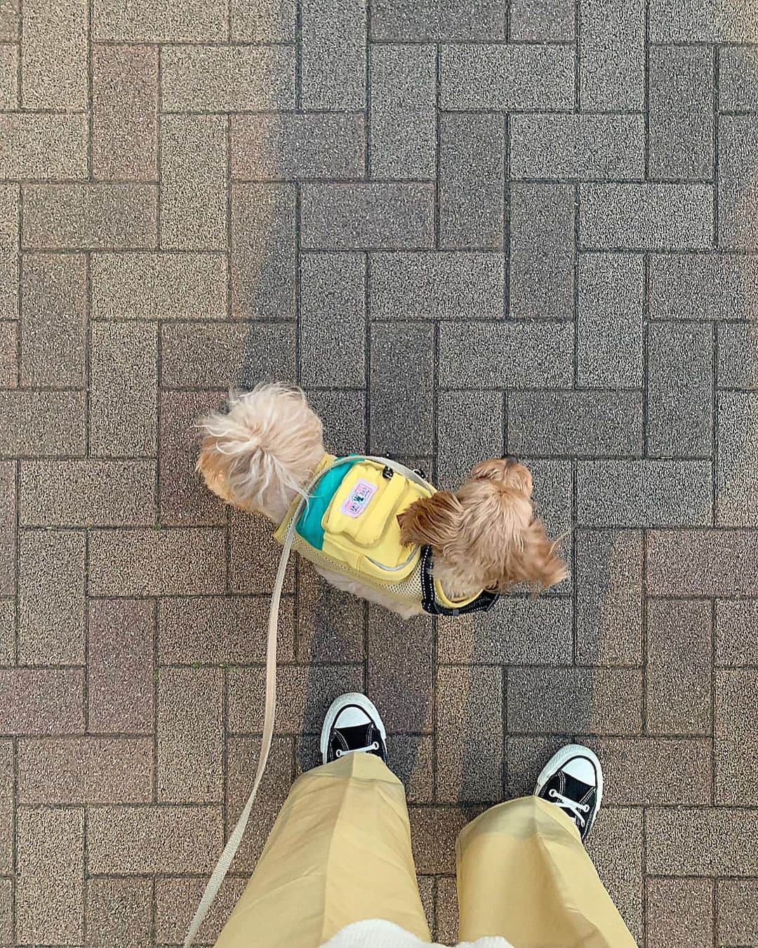 前山奈津巴さんのインスタグラム写真 - (前山奈津巴Instagram)「. . 自分のおむつを持ち歩く、 なんとも愛くるしい、つみきさん👶🏻🐕 . #イエローコーデ #犬のいる暮らし . 春ですね。。。🌸🌸」3月21日 19時35分 - natsuha_maeyama