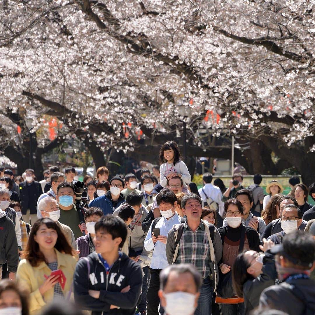 The Japan Timesさんのインスタグラム写真 - (The Japan TimesInstagram)「Ueno Park's cherry blossom trees have begun to bloom. Officials are asking people not to have "hanami" picnics at the park due to the coronavirus outbreak. 📸 @miura.yoshiaki . . . . . . #Japan #travel #sakura #cherryblossoms #spring #Tokyo #Ueno #UenoPark #日本 #東京 #上野 #上野公園 #桜 #さくら #夜桜 #🌸」3月21日 19時35分 - thejapantimes