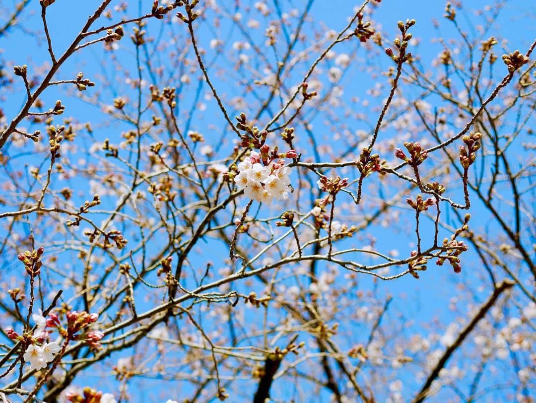 けらえいこのインスタグラム：「今日のサクラ開花状況🌸  お昼時、近所を歩いたら、けっこう人で賑やかでした。  按田餃子も行列。  #３枚目は昨年末です🐕🐩🦮」