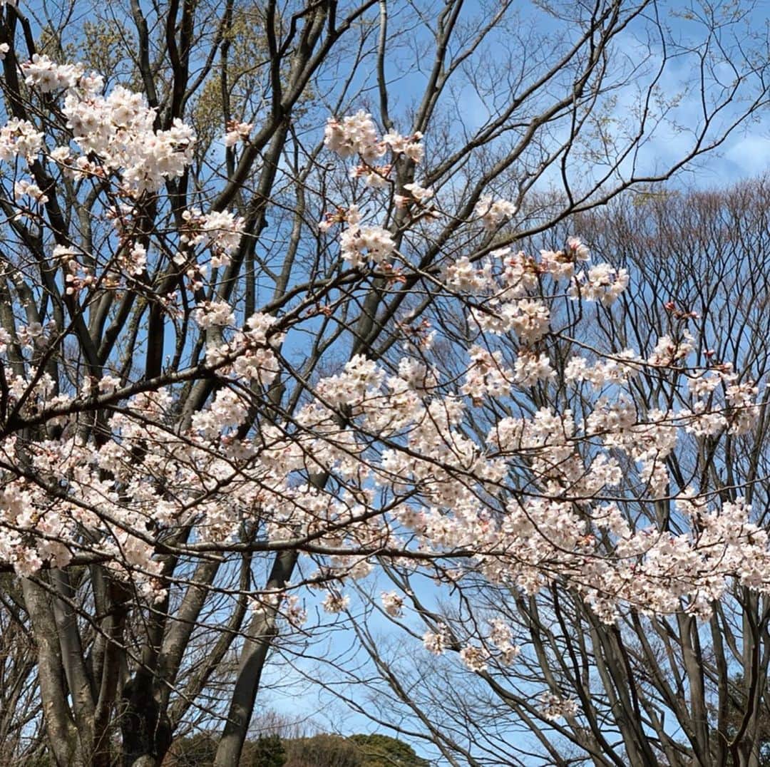 akkoさんのインスタグラム写真 - (akkoInstagram)「桜がいい感じ💕 お散歩日和ですねぇ〜☀️ 我が家のチビたち、さらに大きくなってますー❣️ #akko #akkostagram #mll #bumblebeew #保護犬 #shunsuke_watanabe」3月21日 20時02分 - mllakko