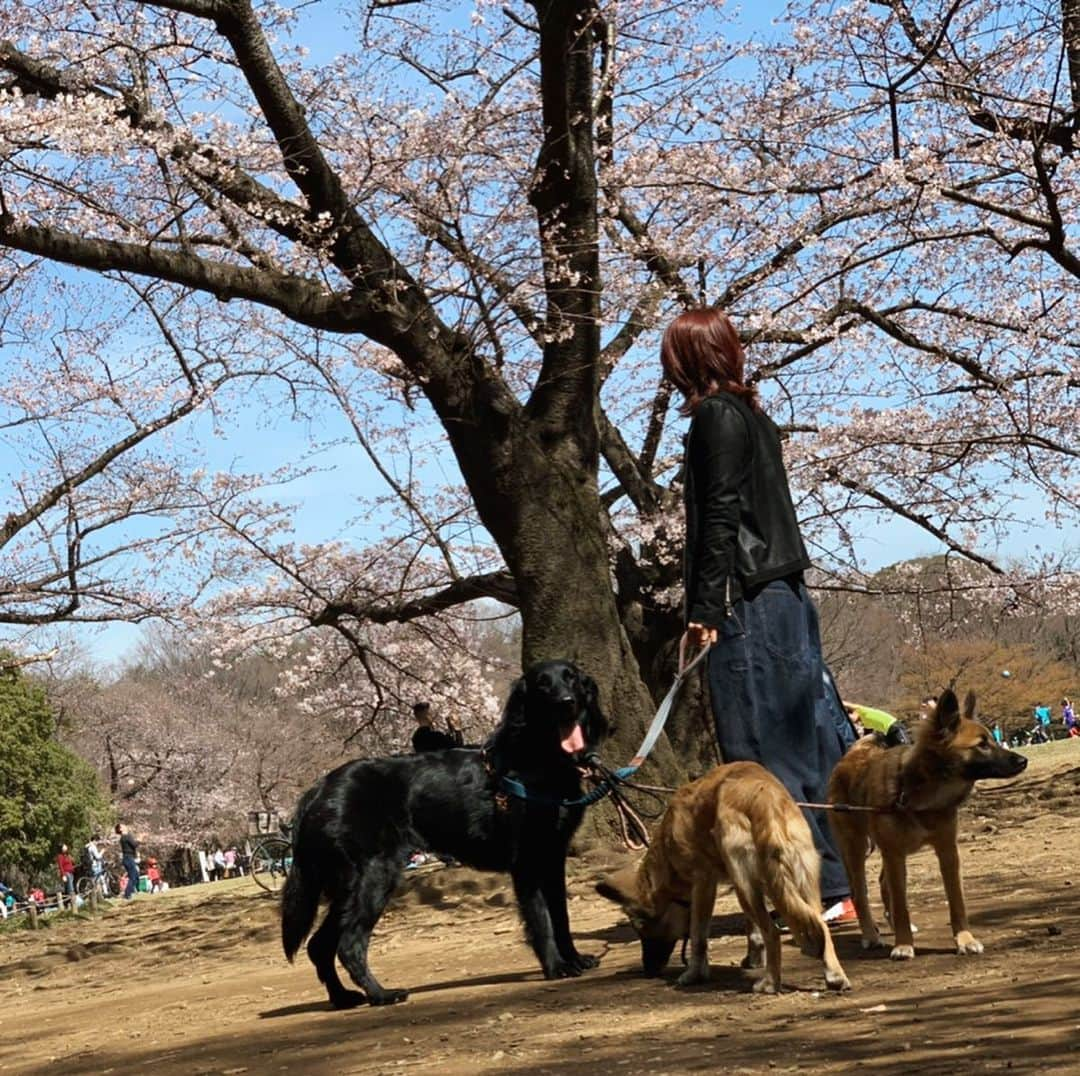 akkoさんのインスタグラム写真 - (akkoInstagram)「桜がいい感じ💕 お散歩日和ですねぇ〜☀️ 我が家のチビたち、さらに大きくなってますー❣️ #akko #akkostagram #mll #bumblebeew #保護犬 #shunsuke_watanabe」3月21日 20時02分 - mllakko