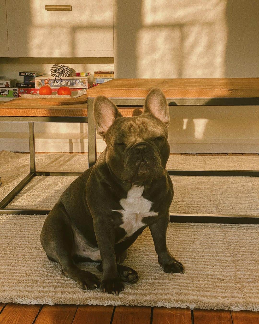 Lyloutteさんのインスタグラム写真 - (LyloutteInstagram)「~ Cette tronche 🤣🤦🏼‍♀️ { #frenchbulldog #bluefrenchie」3月21日 20時04分 - lyloutte