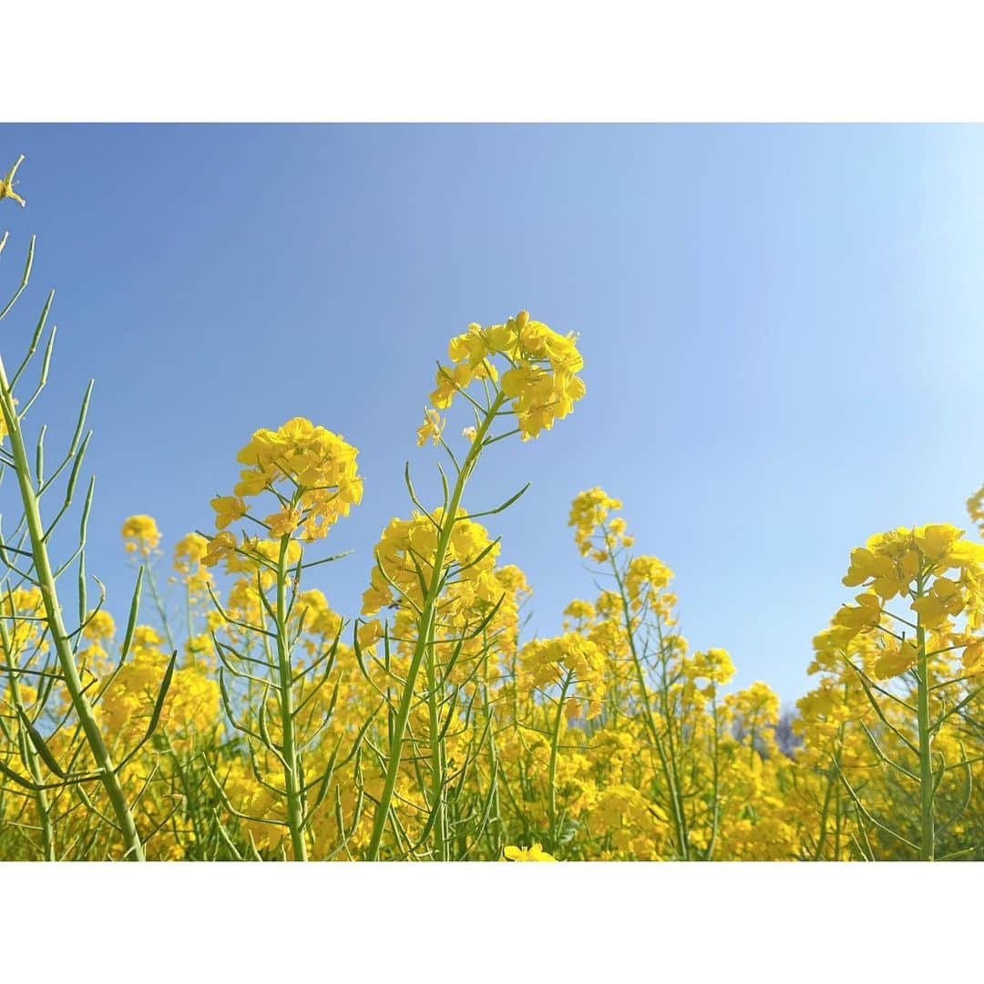 玉巻映美さんのインスタグラム写真 - (玉巻映美Instagram)「. 菜の花を見に、大阪の和泉リサイクル環境公園へ🚘 とっても鮮やかな黄色！ 見ているだけで元気が出るようでした🌼 大きな公園は、適度な運動にピッタリでした☺️ #和泉リサイクル環境公園 #菜の花 #菜の花」3月21日 20時15分 - eimi_tamamaki