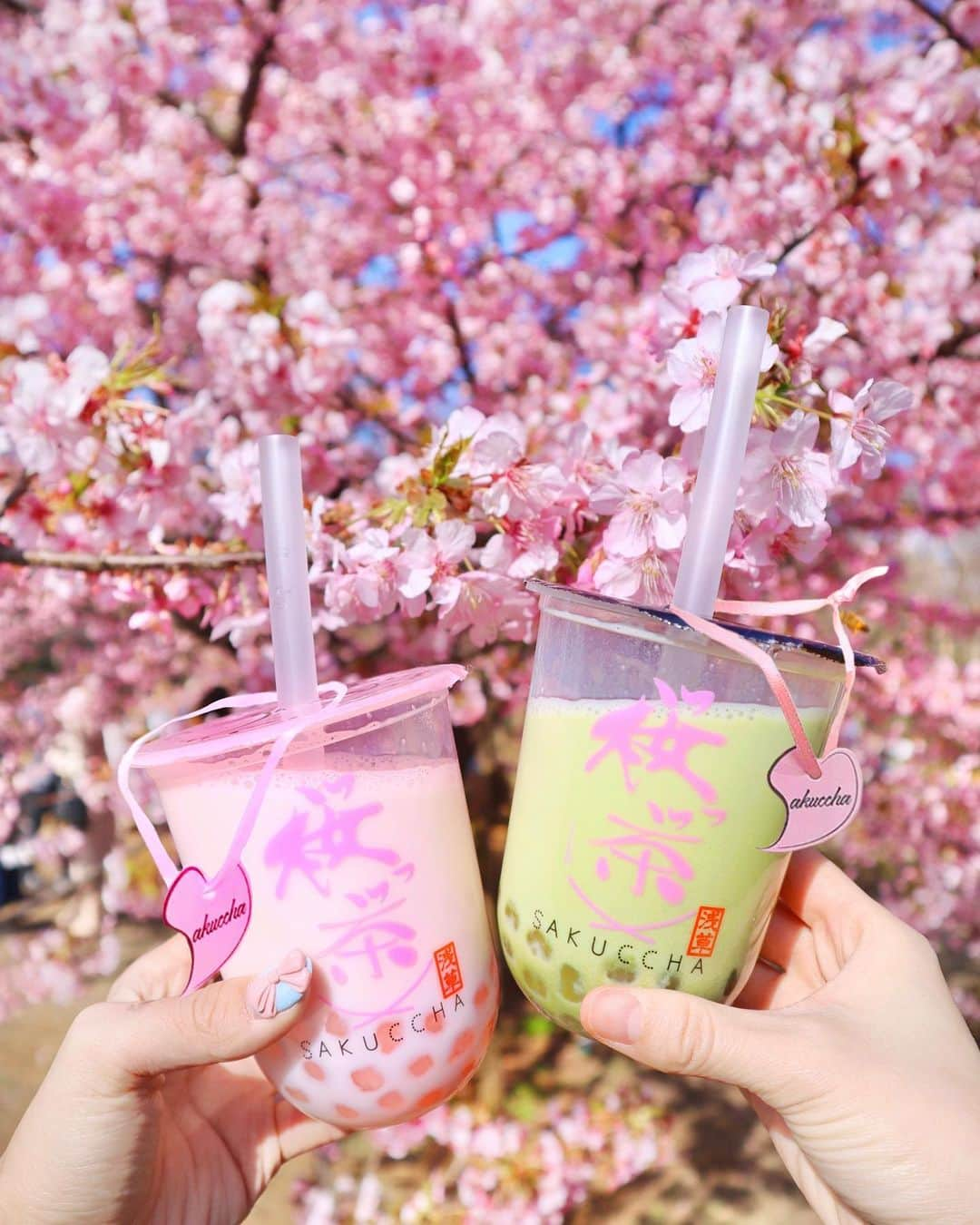 小沼瑞季さんのインスタグラム写真 - (小沼瑞季Instagram)「🍵🌸🍃﻿ ﻿ ずっと気になってた『桜っ茶』のタピオカ♡﻿ ﻿ 代々木店が新しくできてたので持ち帰って﻿ 代々木公園の桜をバックに撮ってみました🥰💓﻿ ﻿ ﻿ 🌸さくらラテ﻿ 🍵さくら抹茶ミルク﻿ ﻿ ﻿ 生タピオカはピンクで可愛い💗﻿ 柔らかめタピです！﻿ さくらラテはしっかりさくら味がして﻿ 抹茶の方はほんのりさくら風味🌸🌸🌸﻿ ﻿ ﻿ 代々木駅の東口降りてすぐにあるよ♡﻿ ﻿ ﻿ ﻿ #yoyogipark#sakura#cherryblossom#桜っ茶#さくっちゃ#桜#さくらラテ#抹茶ラテ#タピオカ#代々木公園#タピオカグラム#タピオカミルクティー#タピ活#タピオカ巡り#タピオカ部#みいきのカフェめぐり☕️🍰」3月21日 20時11分 - mizukikonuma