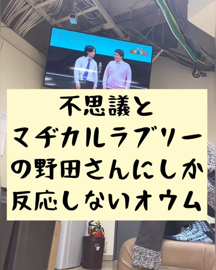 たいゆうきのインスタグラム：「タイの 動物あるあるモノマネ 「不思議とマヂカルラブリーの野田さんにしか反応しないオウム」  #タイ動物 #動物 #あるある #ものまね  #鳥 #bird #もふもふ  #マヂカルラブリー #昔 #マジでいた #オウム #漫才」