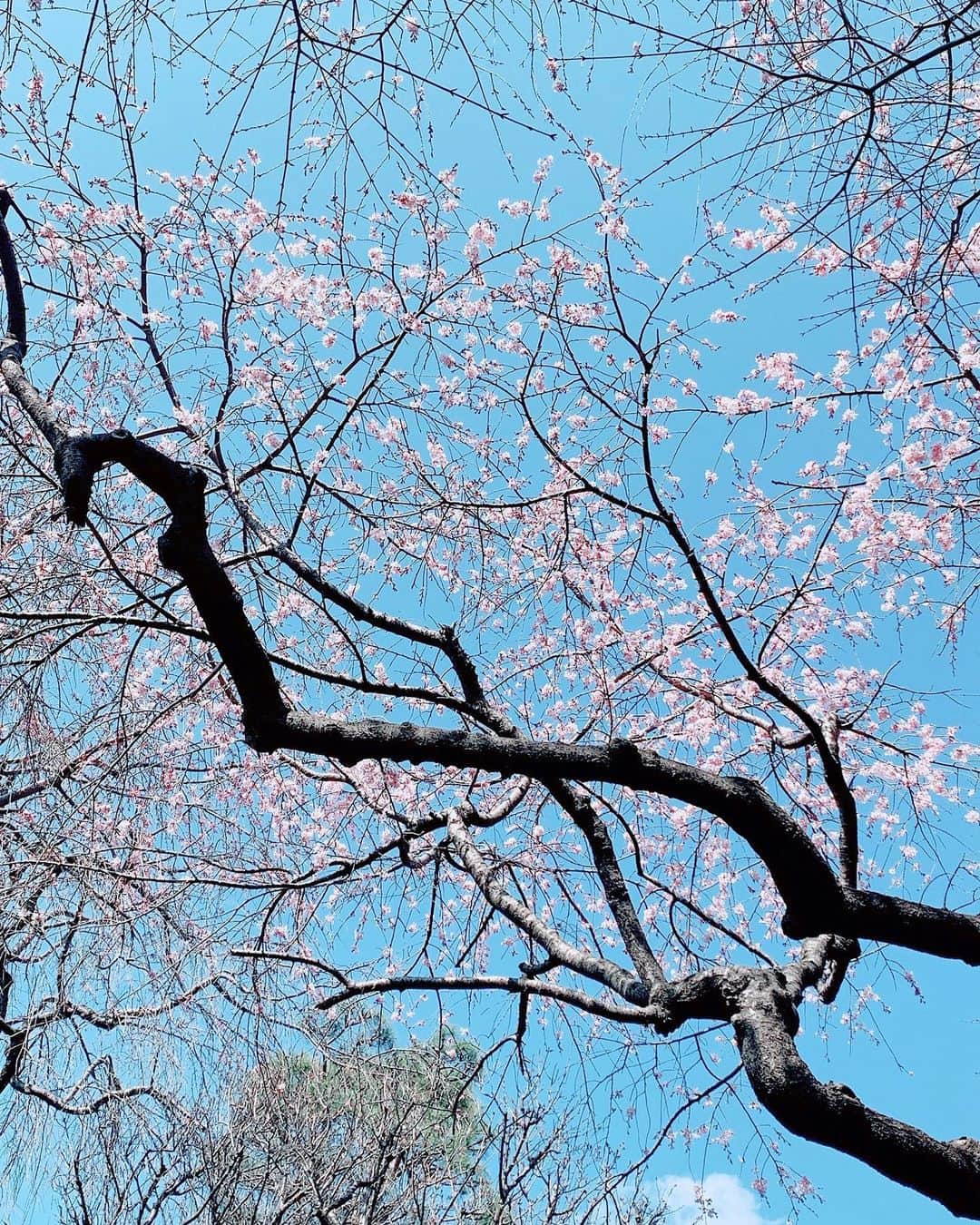 坂本遥奈さんのインスタグラム写真 - (坂本遥奈Instagram)「もう春だあーー 来週には満開だって🌸 開花したての🌸撮った(^^) この後21時からLINELIVEで 生配信みてね〜！ #桜#🌸」3月21日 20時27分 - haruna_sakamoto_official