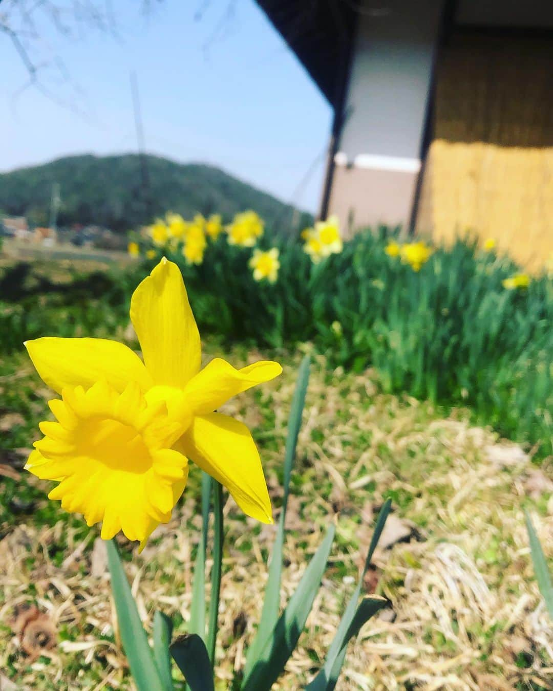 久保田夏菜さんのインスタグラム写真 - (久保田夏菜Instagram)「桜が咲く前に…水仙。  手入れしてないけど 逞しく咲いてくれる。  逞しすぎて 後ろの水仙は密集してますが^_^  ぎゅーぎゅー笑。  #水仙　#桜　#田舎暮らし　#安芸高田市　#春のおとずれ　#お散歩日和」3月21日 20時29分 - kanakubota0805