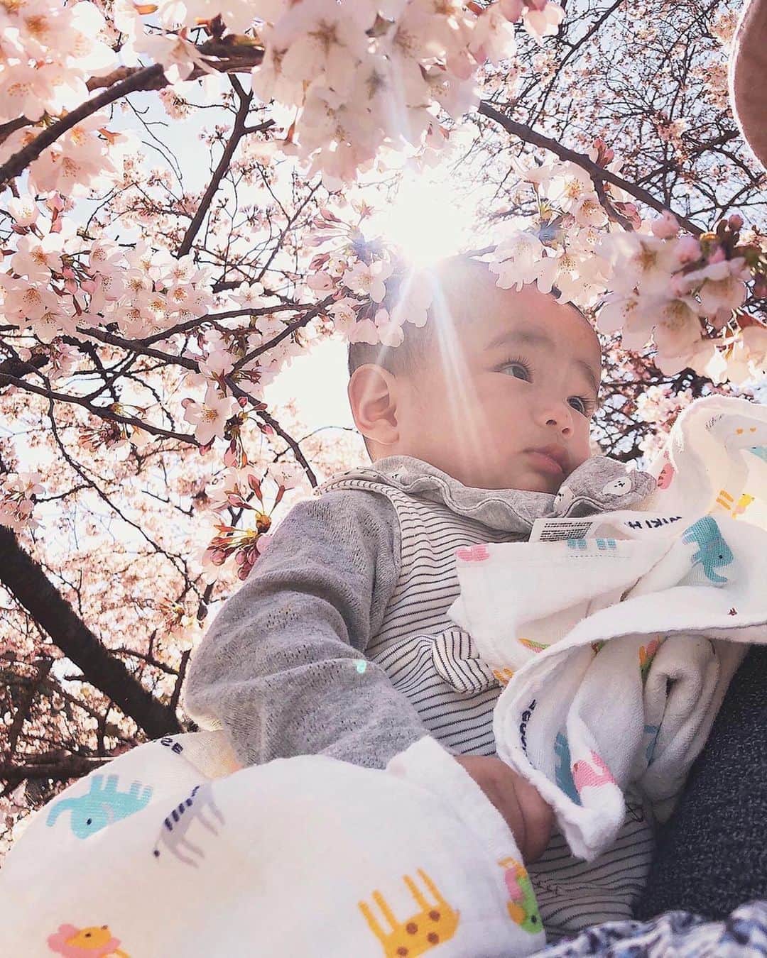 酒匂彩名さんのインスタグラム写真 - (酒匂彩名Instagram)「: 春を満喫できてるかな🌸 大きくなった時に写真を見返して、 あの時は沢山お散歩して桜をみて春を体感してたんだよーって話てあげたいなぁ。 四季や自然を楽しめる子になって欲しいなぁ。 きっと私が仕事復帰したらこんなに色々連れてってあげられないから。 : #桜　#春爛漫　#春の思い出　 #0歳児ママ　#春の散歩　#ソメヨシノ」3月21日 20時41分 - ayanasakoh
