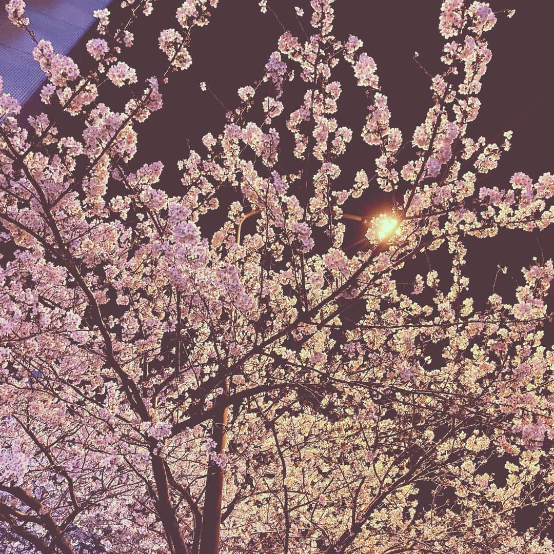 Saschaさんのインスタグラム写真 - (SaschaInstagram)「#桜 2020.3.21 #cherryblossom #tokyo #夜桜 #nightphotography #japan #sakura #spring #beautifulnature #beautifulpictures」3月21日 20時43分 - sascha348