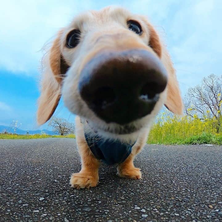 PECO いぬ部さんのインスタグラム写真 - (PECO いぬ部Instagram)「. 「どゅーん🐶」 . #お鼻ドアップ #マックくん🌭 #巨大なお鼻🐽 #つぶらな瞳🥺 #アンバランスさが #とってもキュート💕 #regram：@mac.kun1218  素敵な投稿してくださったのは… @mac.kun1218 さん 他にも素敵なお写真がたくさんあるので、ぜひ遊びに行ってみてくださいね♪  #pecoいぬ部 をつけて投稿すると… PECOで楽しくご紹介させていただきます😆  #犬 #犬バカ部 #いぬら部 #いぬ部 #わんこ #いぬ #instadog #ilovemydog #ilovedog #dogstagram #dogsofinstagram  #doglife #mydogiscutest #todayswanko #doglover #dachshund #ダックスフンド #dachshundlove #いぬすたぐらむ #犬のいる暮らし」3月21日 21時00分 - pecodogs