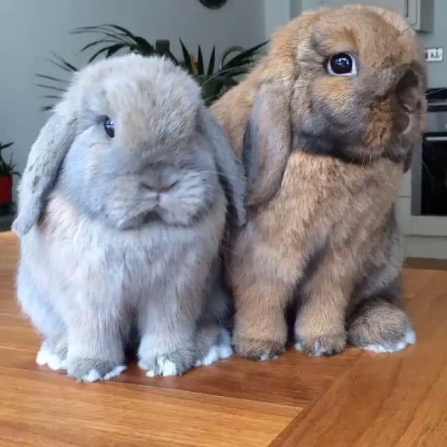 animals.coのインスタグラム：「Alfie and biscuit 🐰🐰😍 | Video by @alfie.and.biscuit」