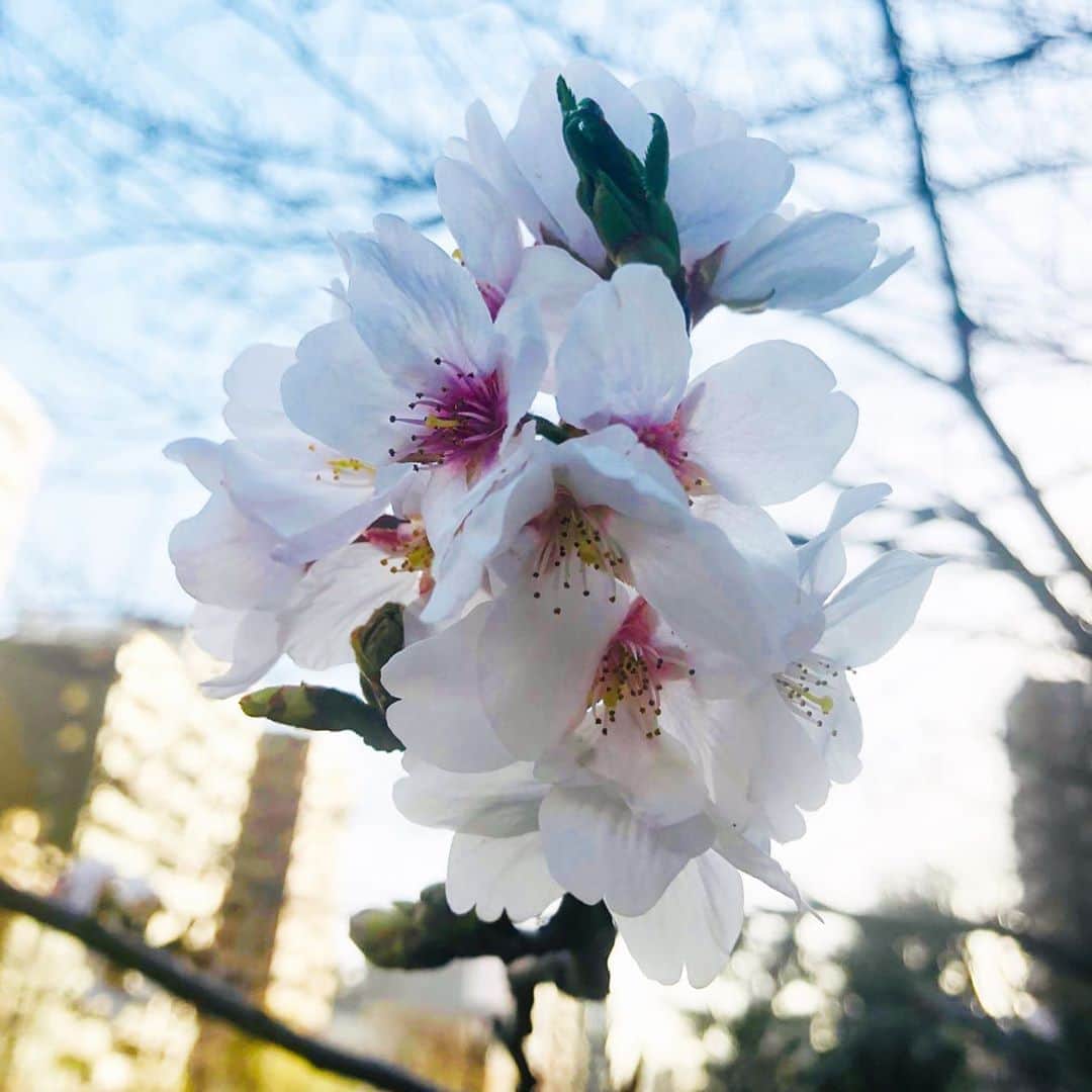 小出由華のインスタグラム：「美しい🌸 ＊ #落ち込むニュースばかりじゃないね#桜は元気に咲きました#パワーを有り難う#kirsebærblomst#cherryblossom #japan#tokyo#sakura#spring#forår」