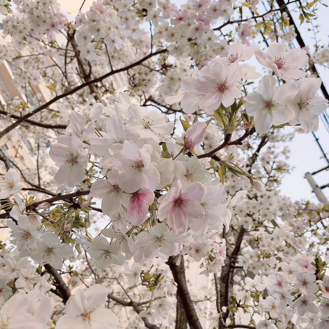 のインスタグラム：「【つぼみさんTwitterより】﻿ ﻿ 桜咲いていましたね🌸﻿ ﻿ #つぼみ﻿ #つぼみん﻿ #つぼみたん﻿ #AV女優﻿ #sexy女優﻿ #エクセリア﻿ #MOODYZ ﻿ #WANZ ﻿ #Tsubomin﻿ #ワンズファクトリー﻿ #ロリータ﻿ #Tsubostagrazm﻿ #fanstagram﻿ #ロリ界の神﻿ #ぼみつ﻿ #アダルトビデオ﻿ #可愛い﻿ #女神﻿ #セクマイ﻿ #コスプレ﻿ #S1﻿ #同人作家﻿ ﻿ ﻿ ﻿ ﻿ 日記はトップページのURLから－＝≡( ๑´･ω･)」