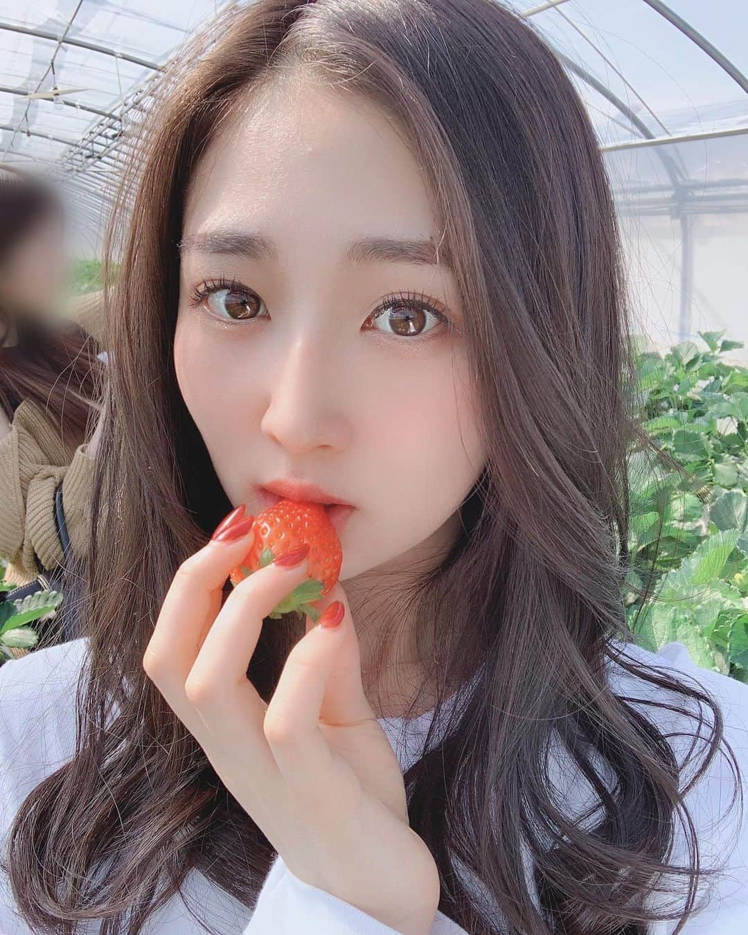 小磯陽香のインスタグラム：「イチゴ狩り行けた🥺💓 練乳いっぱいつけたし美味しかった😌🍓 #イチゴ狩り #いちご狩り #栃木旅行 #栃木グルメ #栃木観光#小磯陽香」