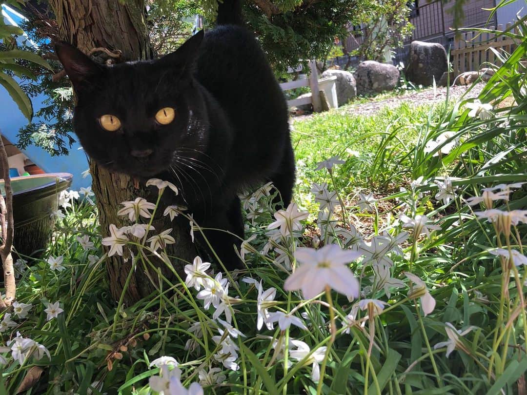おーせさんのインスタグラム写真 - (おーせInstagram)「ニラバナとクロネコ  りーくんはお庭が大好きです。  お花がとってもよく似合うにゃんこです♡  #クロネコ #catstagram #多頭飼い #Blackcat #ねこ #猫のいる生活#3本足の猫#黒猫#保護猫#出会いは譲渡会#cat」3月21日 21時59分 - oosedon