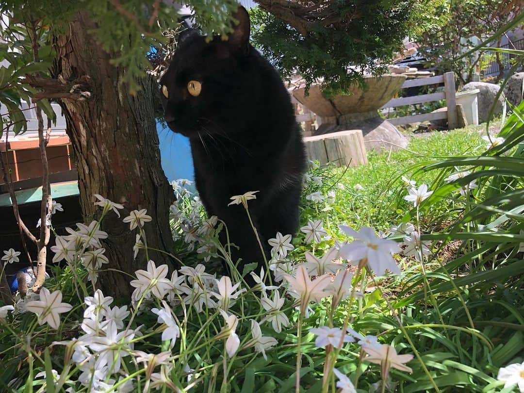 おーせさんのインスタグラム写真 - (おーせInstagram)「ニラバナとクロネコ  りーくんはお庭が大好きです。  お花がとってもよく似合うにゃんこです♡  #クロネコ #catstagram #多頭飼い #Blackcat #ねこ #猫のいる生活#3本足の猫#黒猫#保護猫#出会いは譲渡会#cat」3月21日 21時59分 - oosedon