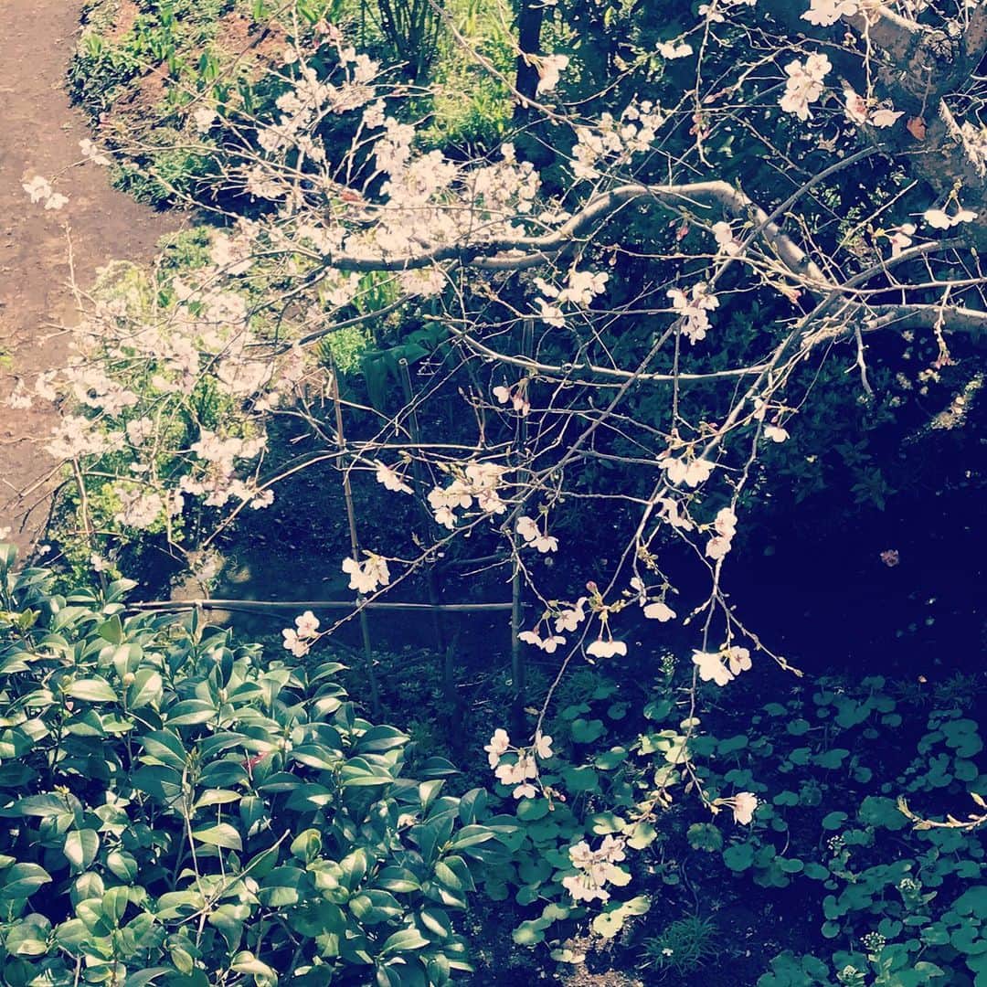 佐野史郎のインスタグラム：「お隣のお庭の桜 ほころんだ🌸」