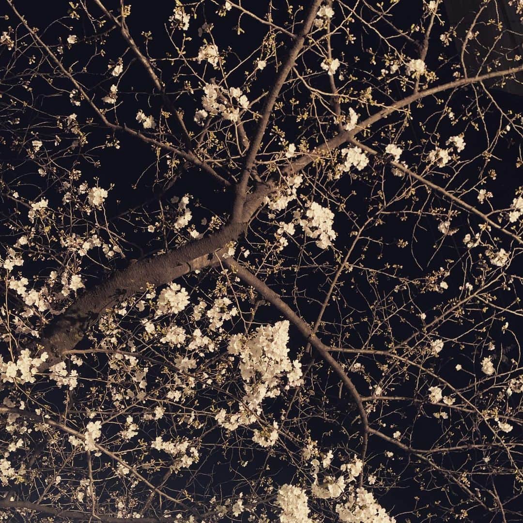 中林美和さんのインスタグラム写真 - (中林美和Instagram)「🌸🌸🌸」3月21日 22時08分 - miwanakabayashi