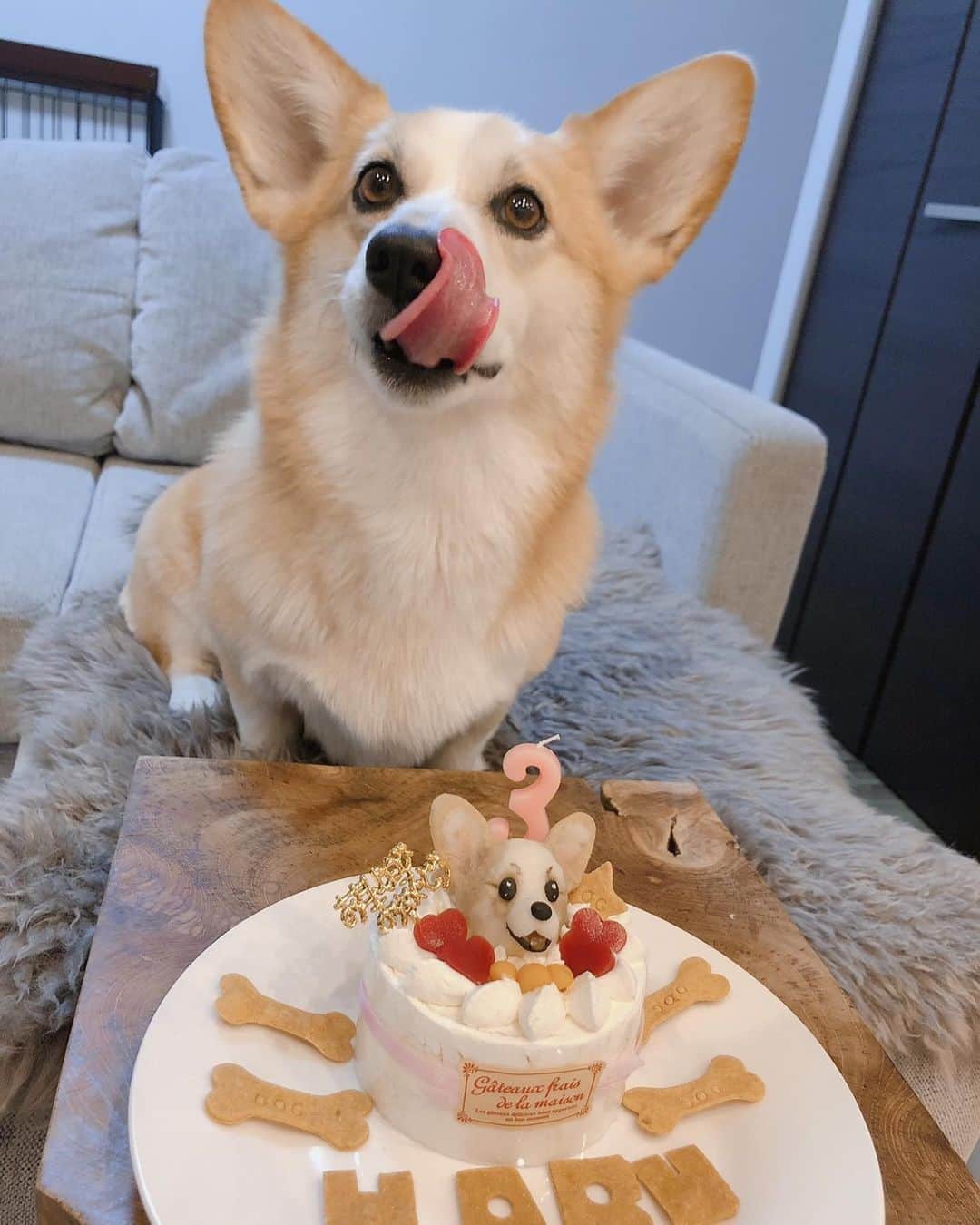 田上大地のインスタグラム：「愛犬はるちゃん🐶 3歳の誕生日おめでとう🎂🎉 いつも幸せと癒しをくれてありがとう😊 これからもたくさん想い出つくろーねー👍 #ウェルシュコーギー  #corgi #wolfgang #アルビレックス新潟 #albirex #albirexniigata #niigata #j2 #j2league #アイシテルニイガタ」