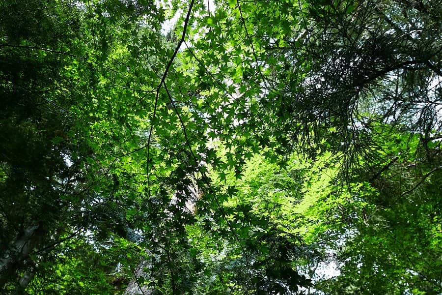 渡辺由布子さんのインスタグラム写真 - (渡辺由布子Instagram)「🌿⛺️ ・ ハンモックのような空中テントに身を委ねて、ふと見上げると、生い茂る緑の隙間から空の青さと暖かな木漏れ日が美しすぎて、ただそれだけで幸せを感じられる。森のリトリート💤  #星のや富士 #星野リゾート #グランピング #グランピングリゾート #おひるね #glamping  #camping  #naptime  #retreat #japantrip #discoverjapan  #zzz ・ ・ ・ 📷 @akaruioto.w 💻 @yolo.style_japan ・ ・ 📍 @hoshinoya.official  #HOSHINOYAFUJI #🇯🇵」3月21日 22時03分 - watanabe_yuko