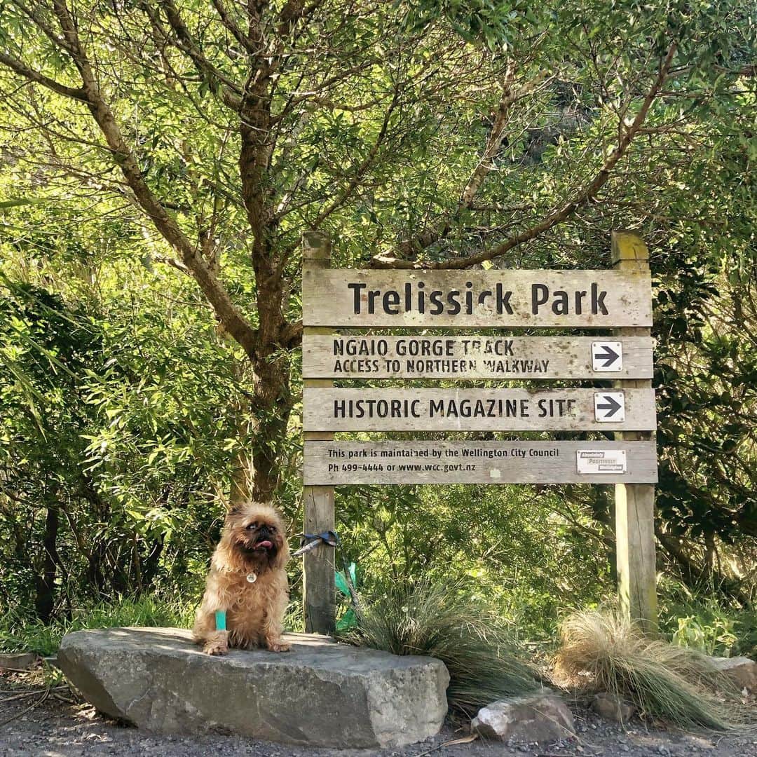 Digby & Aloのインスタグラム：「Someone was happy to have a post-vet jaunt at the park. #goodboy」