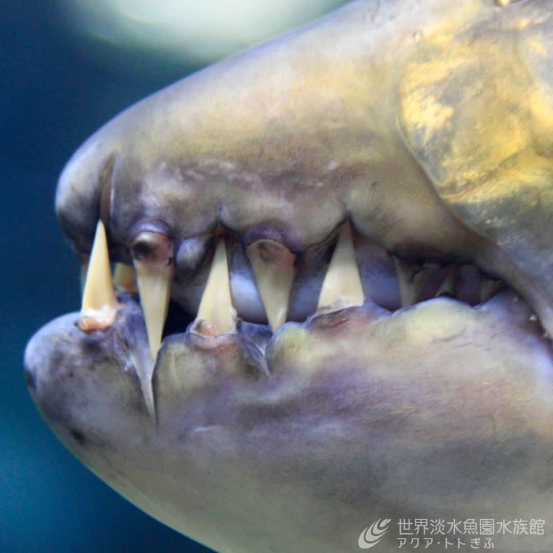 世界淡水魚園水族館 アクア・トト ぎふのインスタグラム：「生えました。  前回の投稿から約１週間。ゴライアスタイガーフィッシュの歯はご覧の通り。 実は数日後にはほとんど生えてきていました。生き物ってすごいですよね…。 #アクアトト#アクアトト岐阜#アクアトトぎふ#水族館#aquarium#Gianttigerfish#Hydrocynusgoliath」