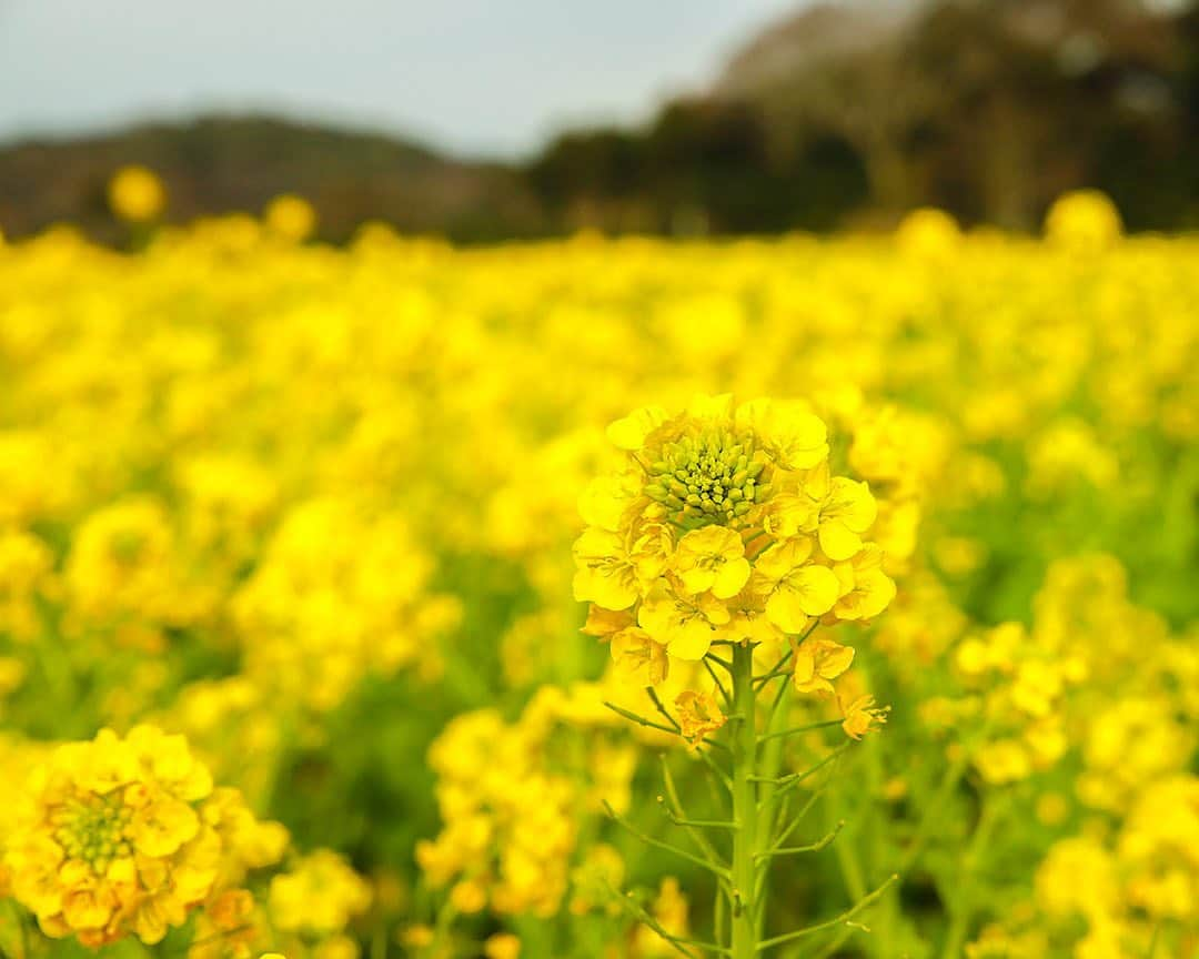 愛知県田原市さんのインスタグラム写真 - (愛知県田原市Instagram)「Spring bloom. #春満開 * みんな出かけられないかもしれないけど  #今しか見られないから ほらほら見て♡  #田原といえば菜の花 #菜の花といえば田原  #一足早い春#黄色の景色#春を感じてー #菜の花まつり開催中  #たはら暮らし  #渥美半島#田原市#田原#伊良湖岬#伊良湖#赤羽根#菜の花浪漫街道#たはら菜の花  #tahara#irago#akabane #サーフィン#surfing#田舎暮らし#日々の暮らし#休日の過ごし方#スローライフ#instagramjaran#igersjp」3月7日 8時56分 - tahara_kurashi