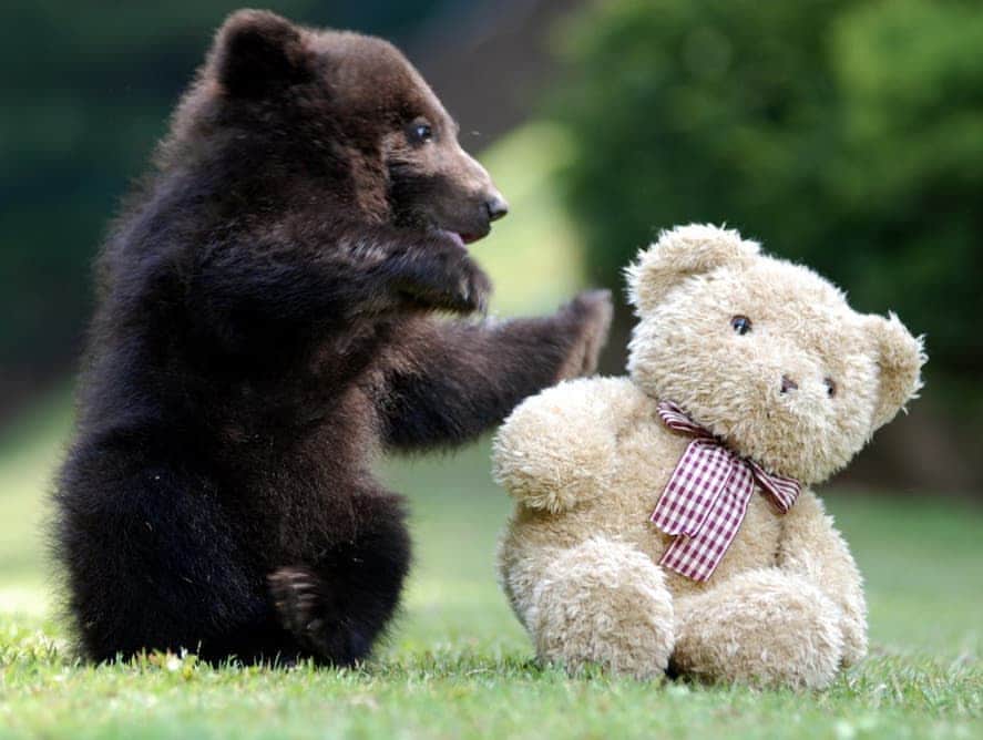 のインスタグラム：「I wanna be your teddy bear 🐻 ♥  #bear #bears #bearcub #cub #animal #animals #saveourbears #bearlove #savetheanimals #love #cute #sweet」