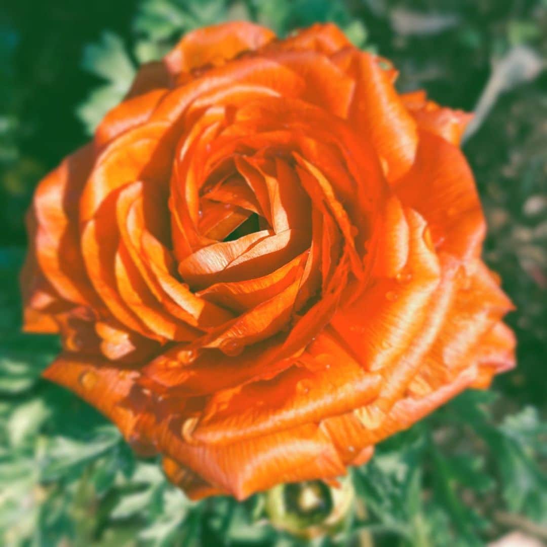 中野敬久さんのインスタグラム写真 - (中野敬久Instagram)「#flower #flowersoflife #orange #hope #saturday」3月7日 10時02分 - hirohisanakano