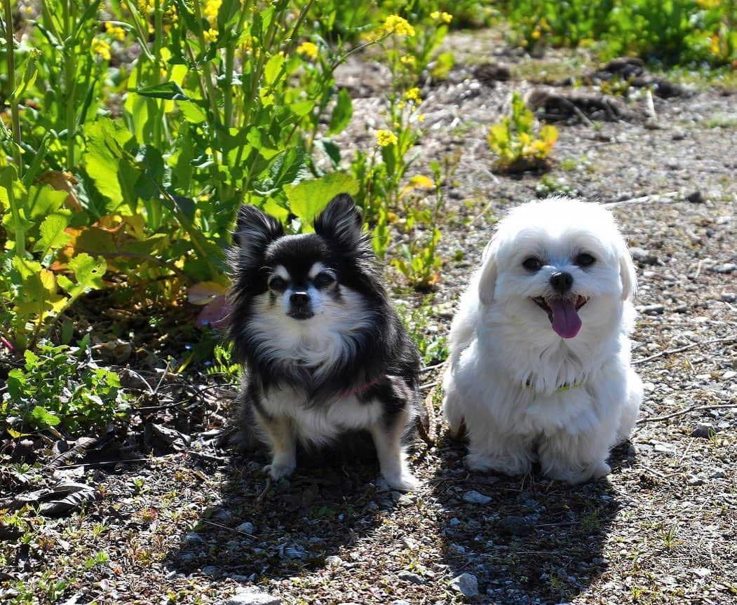 小野真弓さんのインスタグラム写真 - (小野真弓Instagram)「ぽかぽか陽気の千葉房総散歩🐶🐶 花に春に！ハナとハルの季節です🌸(o^^o) 📺 毎週土曜のお知らせです。 18時5分〜18時55分　チバテレ生放送！ 『熱血bo-so tv』観られる環境の方、宜しくお願いします＼(^ω^)／ 今日も千葉の美味しい楽しい情報盛り沢山です🐟 #チワワ#ハナちゃん #チワマル#ハルくん #いぬすたぐらむ #ちばすたぐらむ #いぬばか部 #chihuahua #maltese #mixdog#dogstagram #doglover #桜#菜の花#千葉県#市原市#木更津市#君津市#南房総#千葉の田舎暮らし#寒緋桜 ※出演するのはおかーさんです🙋‍♀️ハナハルはお家で観る係🐶🐶」3月7日 10時20分 - hanaharuaroi