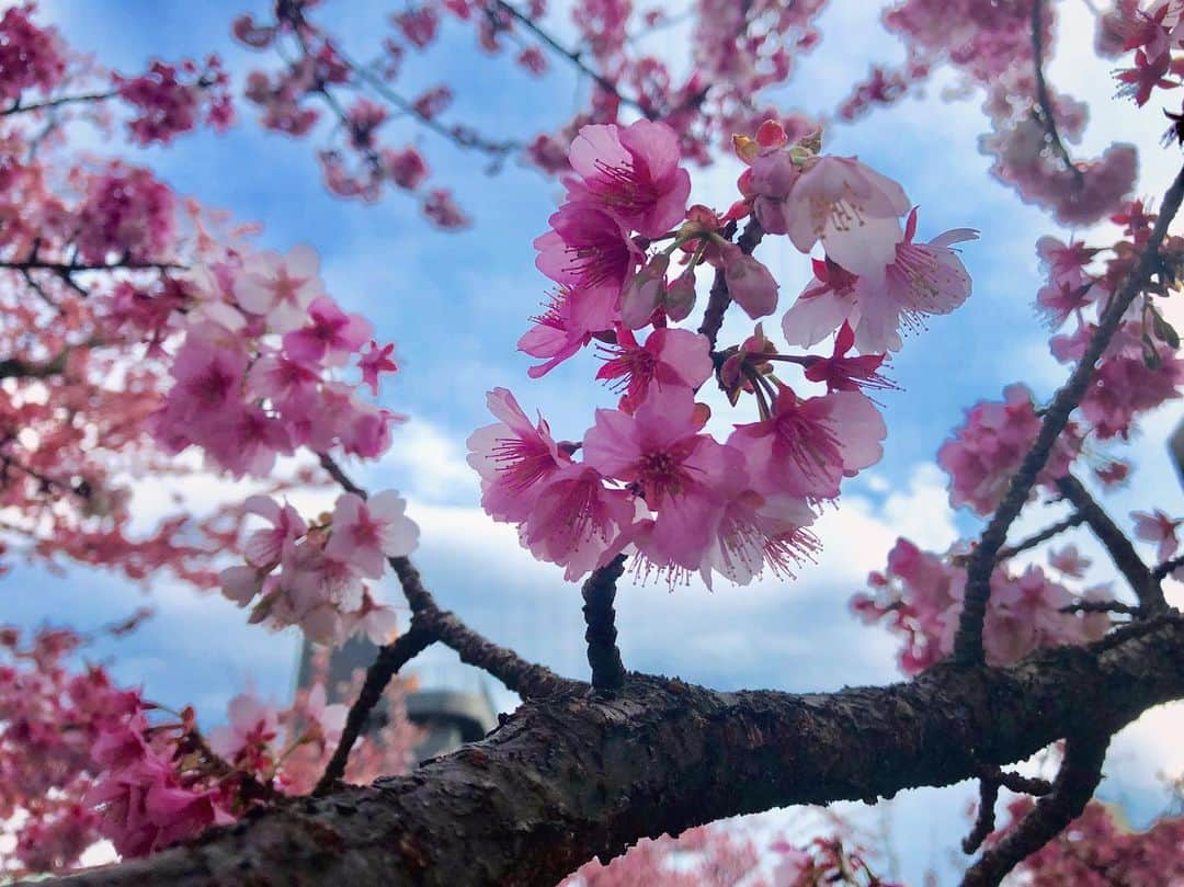 桜帆ゆかりさんのインスタグラム写真 - (桜帆ゆかりInstagram)「心にいつでもお花を🌸 🌸 🌸 桜ってなんか見てると美しいけどこれから散るから見てるとちょっと切ない。でもそこに惹かれるのかな☺️ そろそろ都内でも桜、咲き始めるかなー😌💕 🌸 🌸 🌸 🌸 🌸 #桜  #春  #sakura  #あたみ桜  #🌸 #お花見したいな🍡」3月7日 10時28分 - chahoroo93