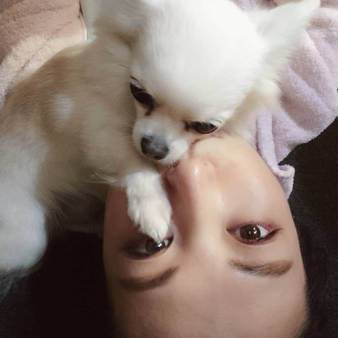 のインスタグラム：「🐶🐕💗😸🐈🐾 おうちでまったり 🐩😻 チャコリーヌさん そこはおふとんじゃ ありませんよ 虎吉くん まざりたいならおいで 🙋 こんな時期だけど ピンチをチャンスに考えられる人でいたい 🇯🇵 みんなで知恵をしぼって ワンチームで のりこえよう ✊🏻✨ #娘と息子は大喜び #犬と猫のいる暮らし  #dogandcat #dogsofinstagram #chihuahua #catsofinstagram #americanshorthair  #family #animallovers  #chacoline #torakichi #tokyo」